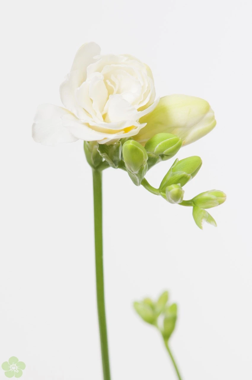 Freesia oranje.jpg